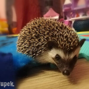 Hodowla TupTupek - Afrykański Jeż Pigmejski