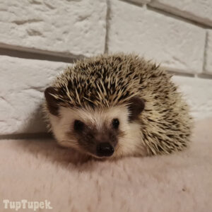 Hodowla TupTupek - Afrykański Jeż Pigmejski