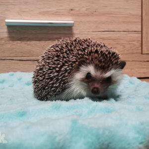 Hodowla TupTupek - Afrykański Jeż Pigmejski