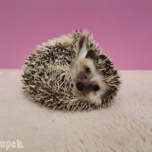 Hodowla TupTupek - Afrykański Jeż Pigmejski