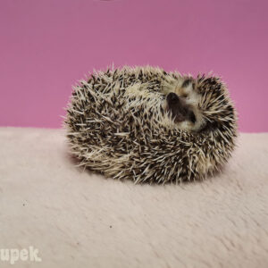 Hodowla TupTupek - Afrykański Jeż Pigmejski