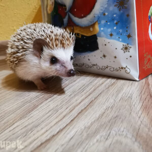 Hodowla TupTupek - Afrykański Jeż Pigmejski