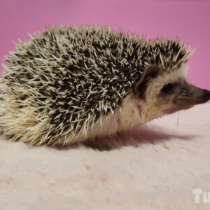 Hodowla TupTupek - Afrykański Jeż Pigmejski