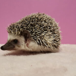 Hodowla TupTupek - Afrykański Jeż Pigmejski