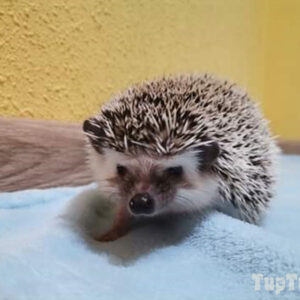 Hodowla TupTupek - Afrykański Jeż Pigmejski