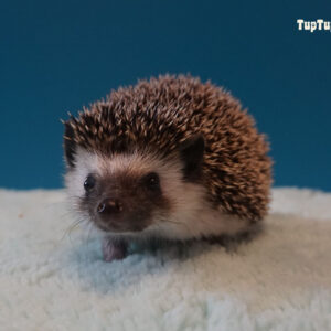 Jeże Pigmejskie - Hodowla TupTupek
