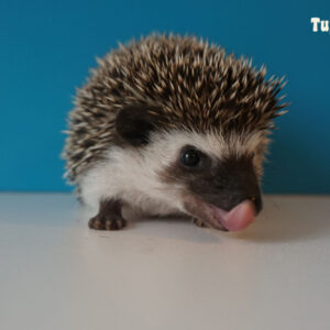 Jeże Pigmejskie - Hodowla TupTupek