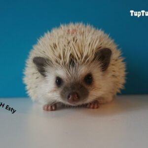Jeże Pigmejskie - Hodowla TupTupek