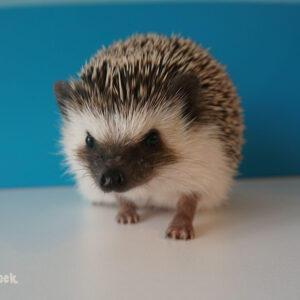 Jeże Pigmejskie - Hodowla TupTupek