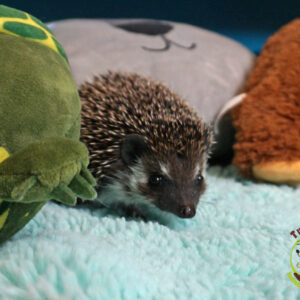 PKH Lesslie - Hodowla TupTupek