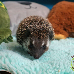 PKH Lesslie - Hodowla TupTupek