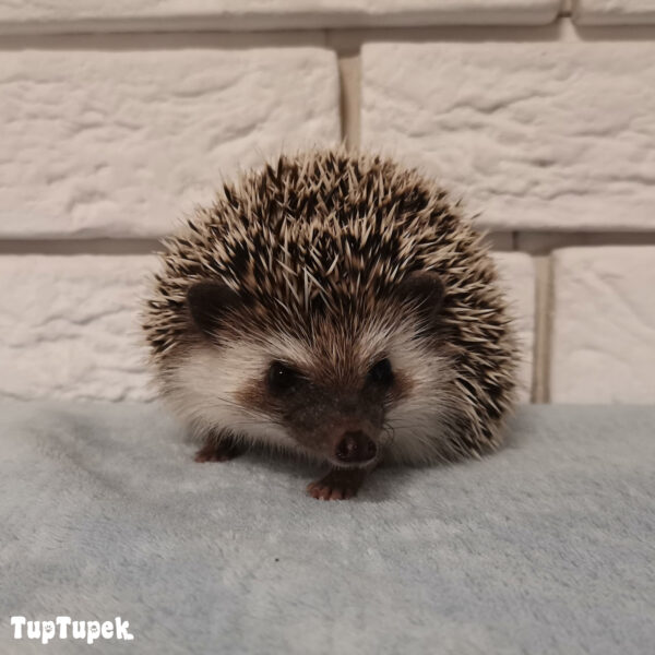 TUP Omega - Hodowla Jeży Afrykańskich TupTupek