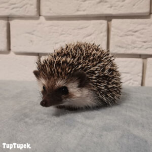 TUP Omega - Hodowla Jeży Afrykańskich TupTupek