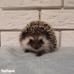 TUP Omega - Hodowla Jeży Afrykańskich TupTupek