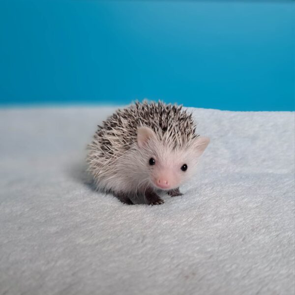 Hodowla TupTupek - TUP Pestka