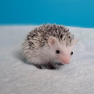 Hodowla TupTupek - TUP Pestka