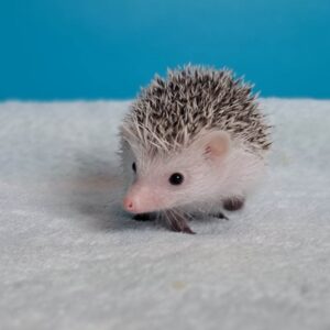 Hodowla TupTupek - TUP Pestka