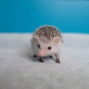 Hodowla TupTupek - TUP Pestka