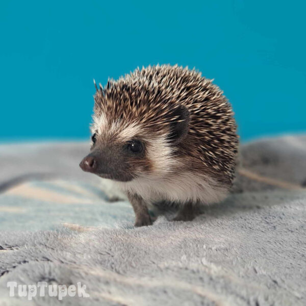 TUP Amber - Hodowla Jeży Afrykańskich TupTupek