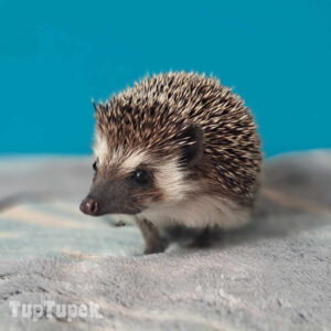 TUP Amber - Hodowla Jeży Afrykańskich TupTupek