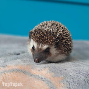 TUP Amber - Hodowla Jeży Afrykańskich TupTupek