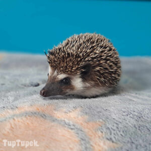 TUP Amber - Hodowla Jeży Afrykańskich TupTupek