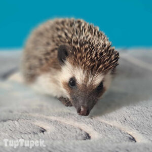 TUP Amber - Hodowla Jeży Afrykańskich TupTupek