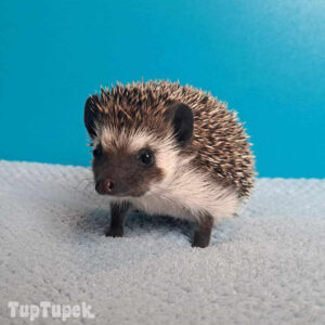 TUP Amber - Hodowla Jeży Afrykańskich TupTupek
