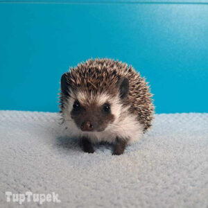 TUP Amber - Hodowla Jeży Afrykańskich TupTupek