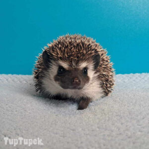 TUP Amber - Hodowla Jeży Afrykańskich TupTupek