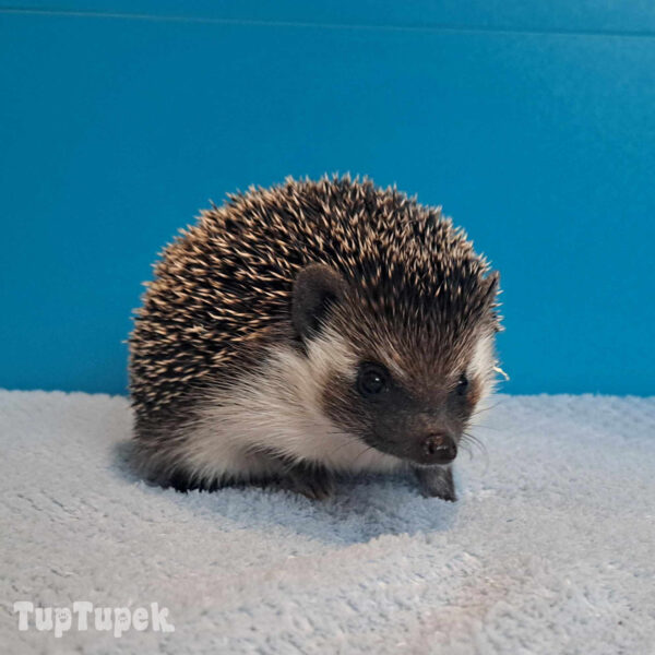 PKH Casiopeia - Hodowla Jeży Afrykańskich TupTupek1