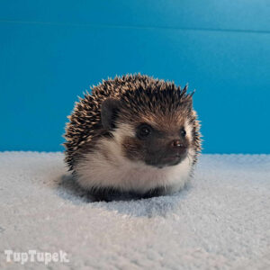 PKH Casiopeia - Hodowla Jeży Afrykańskich TupTupek