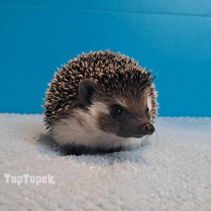 PKH Casiopeia - Hodowla Jeży Afrykańskich TupTupek