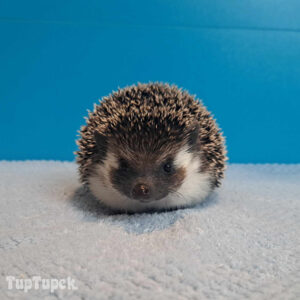 PKH Casiopeia - Hodowla Jeży Afrykańskich TupTupek