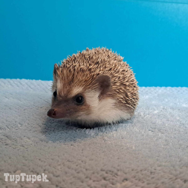 TUP Tipsi - Hodowla Jeży Afrykańskich TupTupek