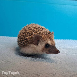 TUP Tipsi - Hodowla Jeży Afrykańskich TupTupek