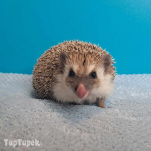 TUP Tipsi - Hodowla Jeży Afrykańskich TupTupek
