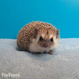 TUP Tipsi - Hodowla Jeży Afrykańskich TupTupek