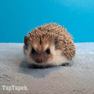 TUP Tipsi - Hodowla Jeży Afrykańskich TupTupek