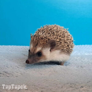 TUP Tipsi - Hodowla Jeży Afrykańskich TupTupek