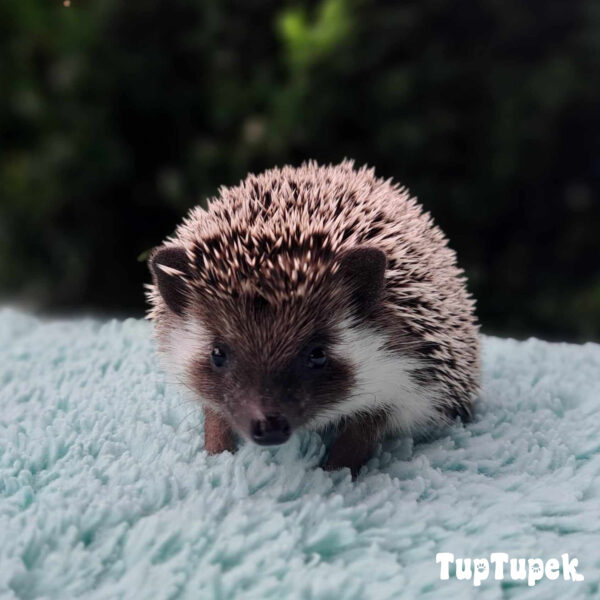 GBD San Francisco Swarovski TUP