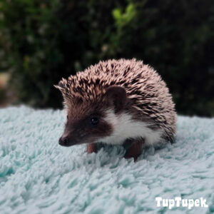 GBD San Francisco Swarovski TUP