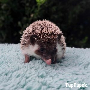 GBD San Francisco Swarovski TUP