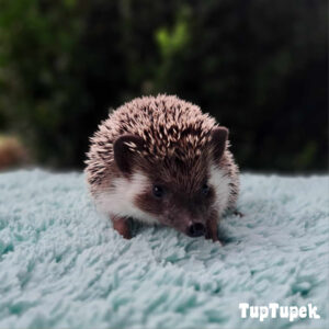 GBD San Francisco Swarovski TUP