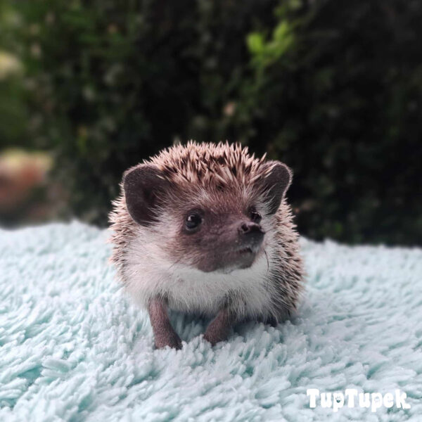 GBD Will-I-am-William