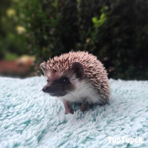 GBD Will-I-am-William