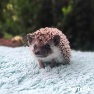 GBD Will-I-am-William