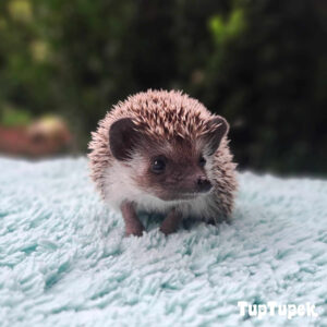 GBD Will-I-am-William