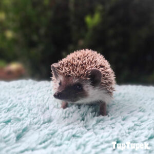 GBD Will-I-am-William